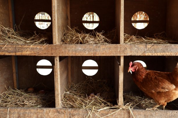 母鸡在鸡舍的木箱里孵蛋图片下载