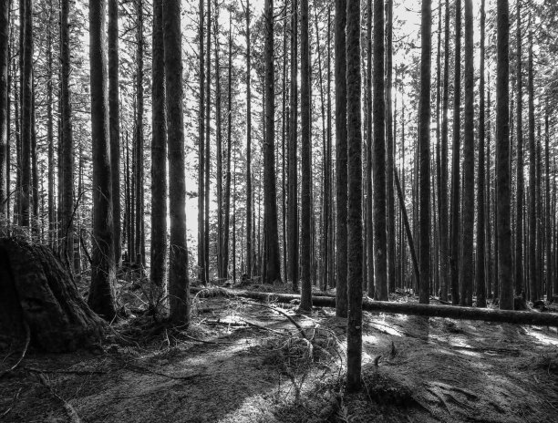 穿过树林图片下载