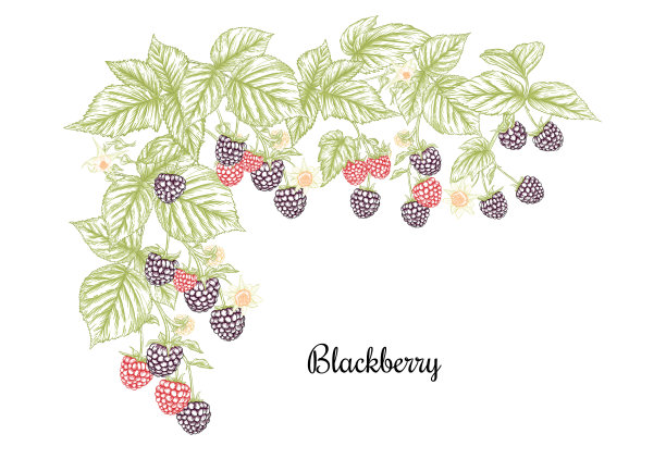 成熟的黑莓莓枝修剪艺术设置图片下载