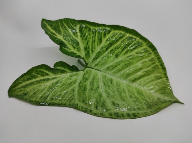 新鲜的叶子图片下载