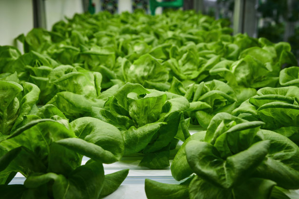 绿色黄油头生长在室内led照明基地农业农场图片下载