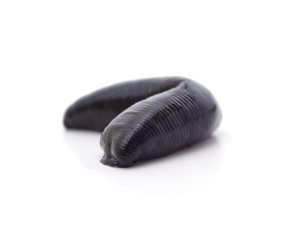 一只大黑水蛭。图片下载