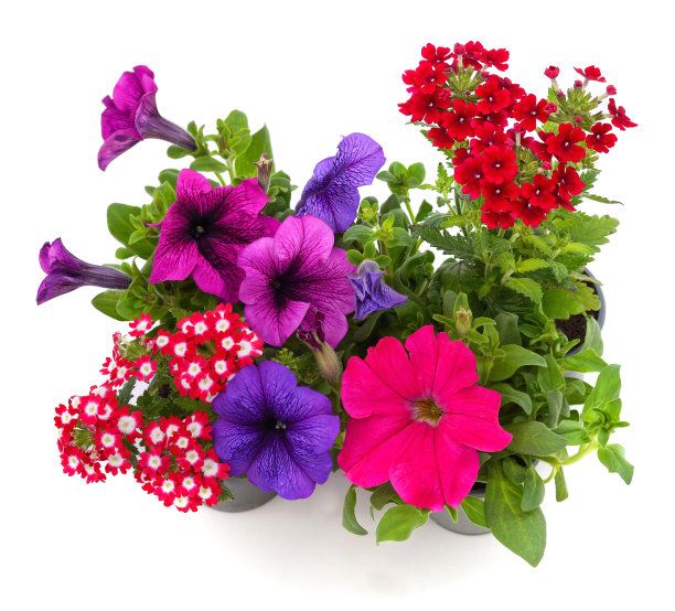 马鞭草和矮牵牛花。图片下载