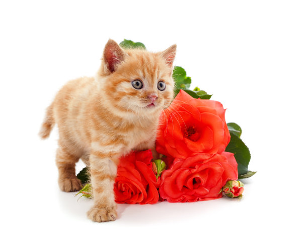 猫用鲜花。图片下载