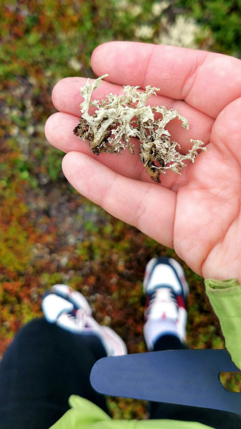 棕榈中的驯鹿地衣图片下载