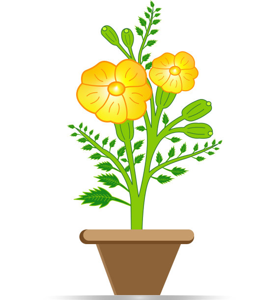 万寿菊鲜花图片下载