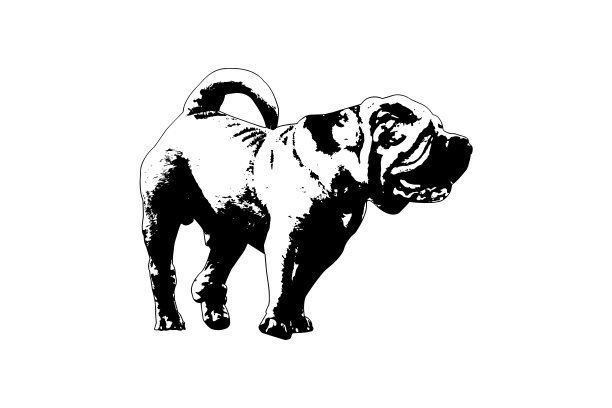 黑白全身肖像的狗与尾巴。成年男性现代肉嘴沙皮。图片下载