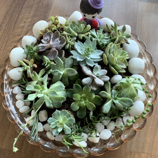 多汁的安排图片下载