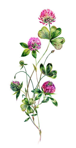 水彩红三叶草花束插图图片下载