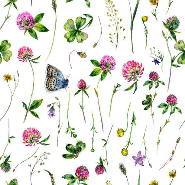 水彩三叶草花和草甸草花卉图案图片下载