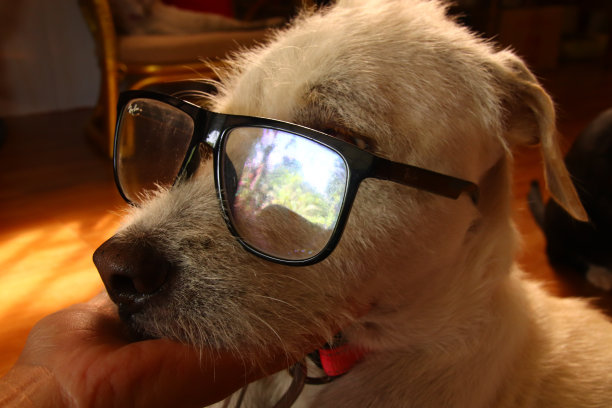 一张戴着书呆子眼镜的白色小猎犬的肖像图片下载