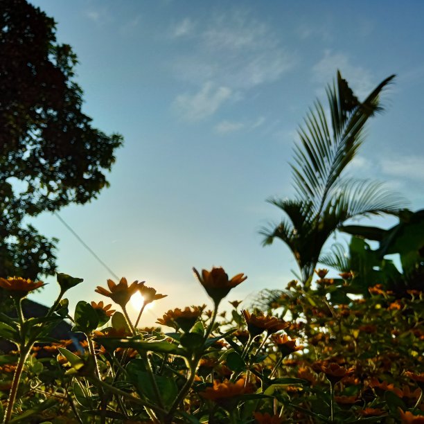 早晨阳光下的花图片下载