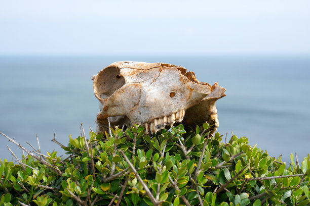 羊头骨图片下载