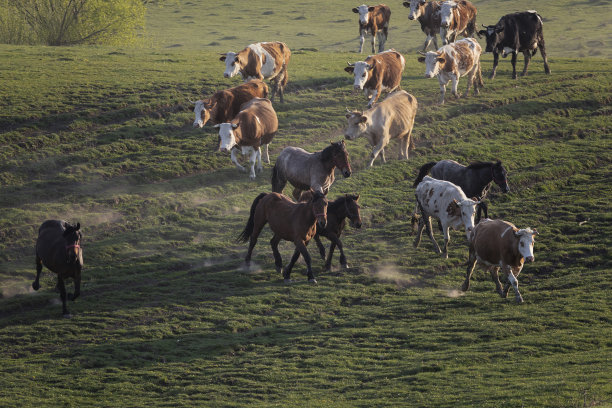 在草地上奔跑的牛图片下载