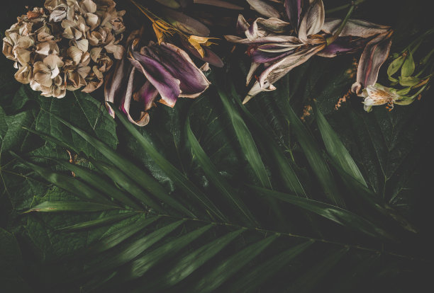 深色的花背景由不同的干花和棕榈叶制成图片下载