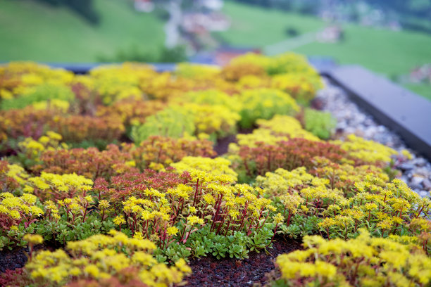 山中酒店屋顶上的黄色景天花园图片下载