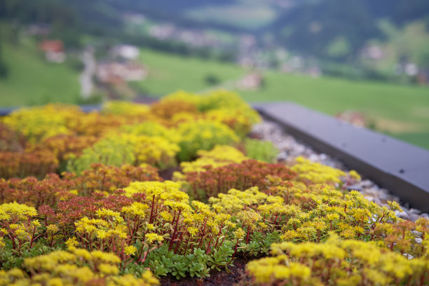 山中酒店屋顶上的黄色景天花园图片下载