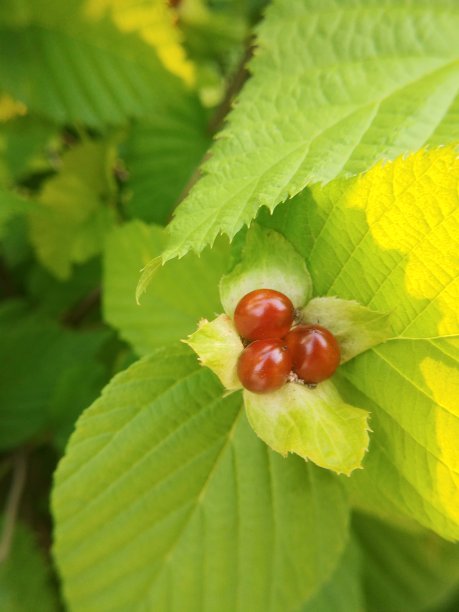 半透明的红色浆果图片下载