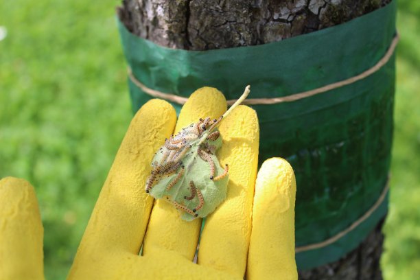 花园里一棵树上的胶带前的一片叶子上有苹果貂图片下载