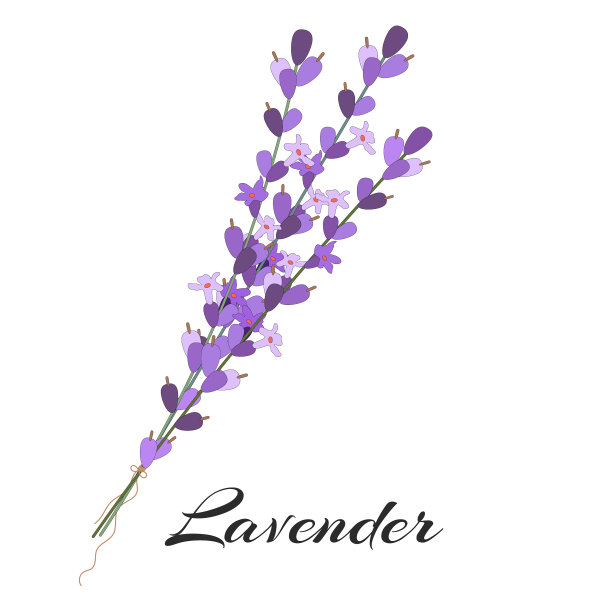 薰衣草花，一束紫色的花图片下载