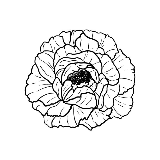 手绘牡丹孤立在白色背景。装饰矢量涂鸦素描插图。花卉线条艺术概念图片下载