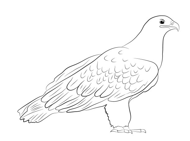 卡通野鹰在孤立的白色上图片下载