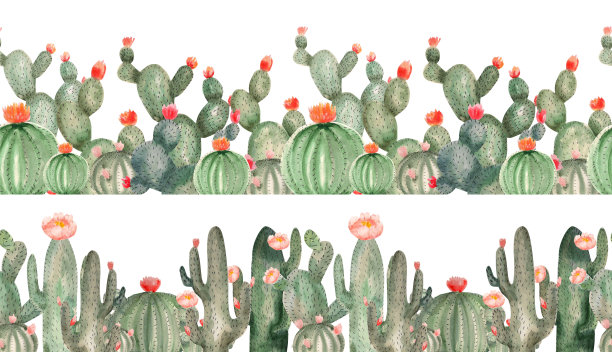 水彩无缝边界从野生开花仙人掌。沙漠仙人掌无缝设计。图片下载