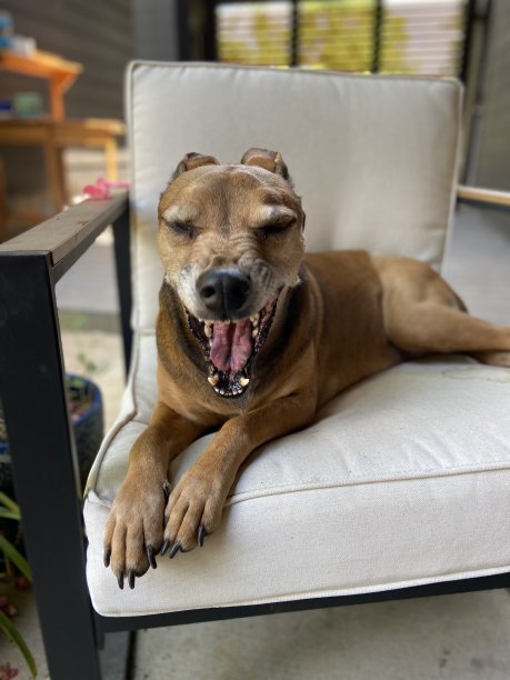 快乐的狗躺在外面的椅子上打哈欠图片下载