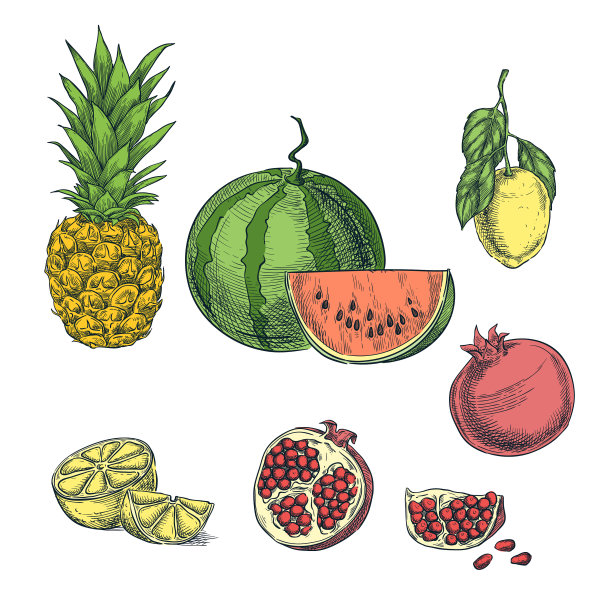 热带五彩水果速写图片下载
