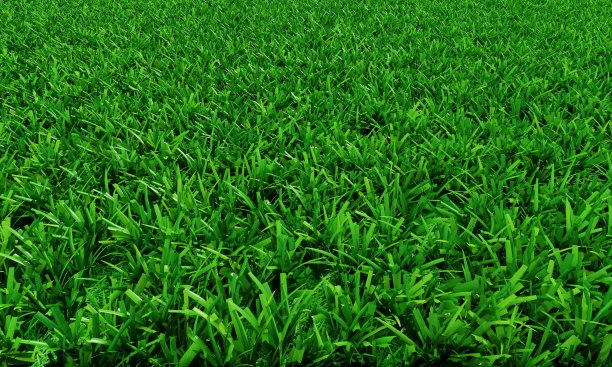 中间一片明亮的绿色草坪被剪短了，边上是长长的草。画框的纹理是草，草的边缘是深绿色的。用于背景和壁纸。三维渲染图片下载