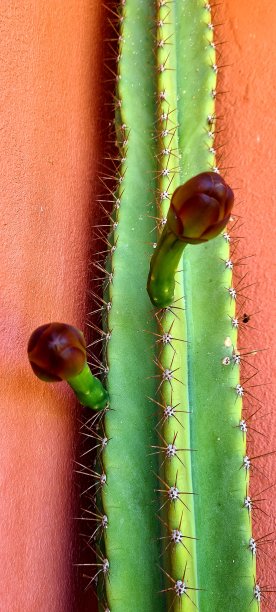 有花的仙人掌图片下载