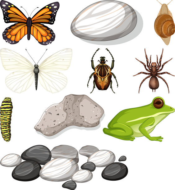 不同种类的昆虫与自然元素图片下载