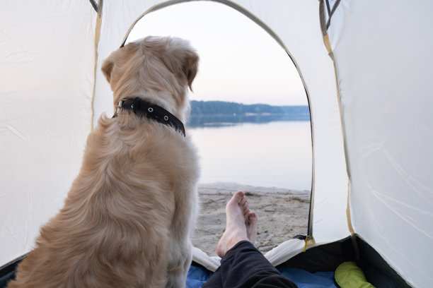 男腿和一只狗在帐篷里。营地里带着金毛猎犬的那个人。带宠物旅行的概念图片下载