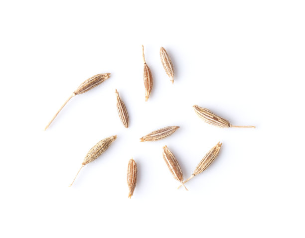 白色背景上的香菜图片下载