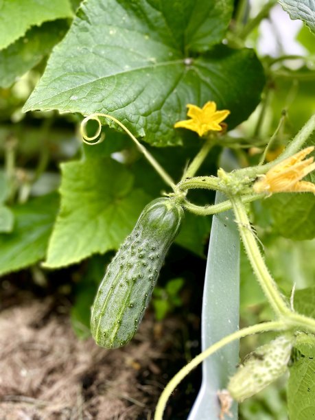 黄瓜植株图片下载