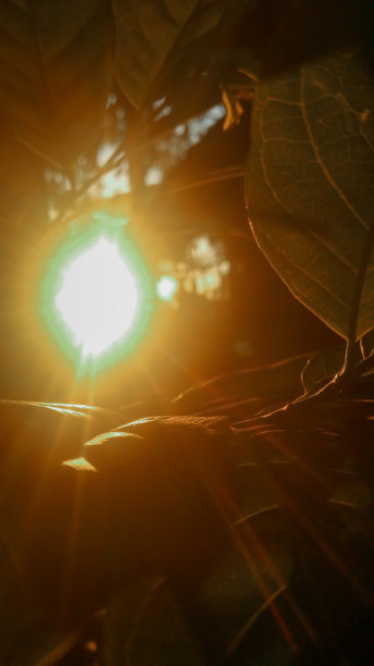 太阳从树叶间升起图片下载