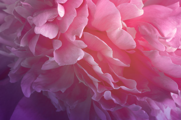 背景粉红牡丹花瓣特写图片下载