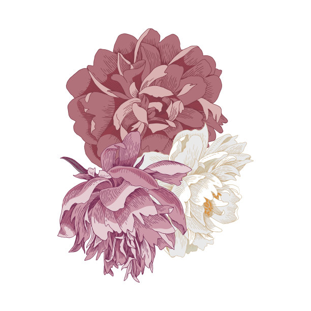 花束孤立的牡丹图片下载