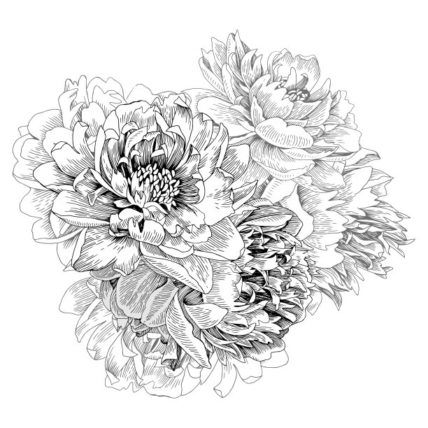 花束孤立的牡丹图片下载