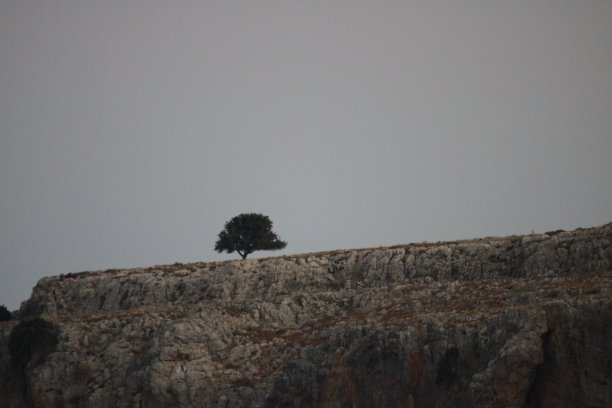 希腊林多斯山顶上的小树苗图片下载