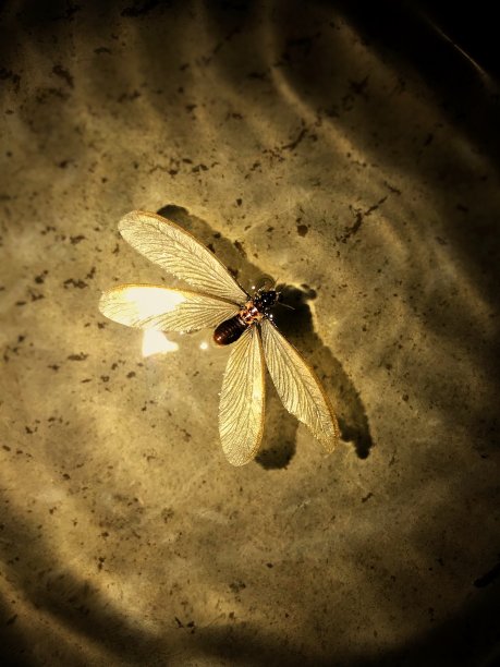 白蚁飞图片下载