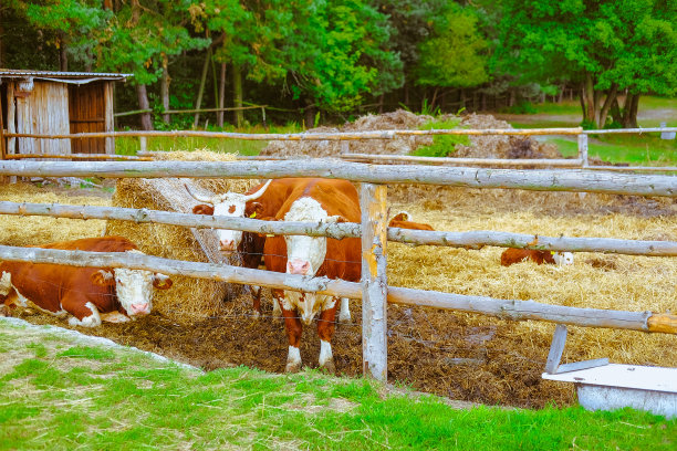 牛在村子里的农场里。绿草，木栅栏和干草棚图片下载