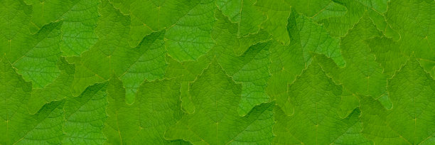 绿藤叶纹理，绿叶图案背景图片下载