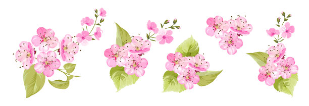 设置不同的樱花在白色背景图片下载