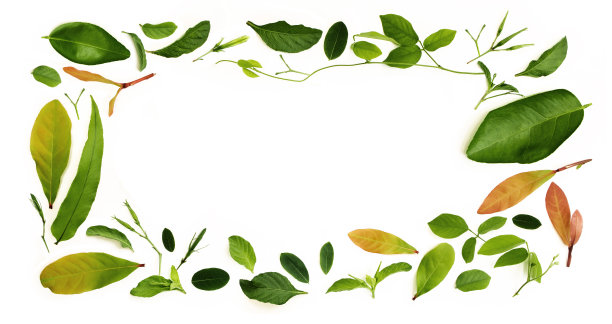 各种孤立的叶子躺在白色的背景为矩形框架形状。设计装饰。俯视图图片下载