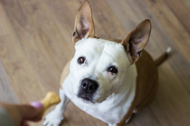 狗接受奖励图片下载