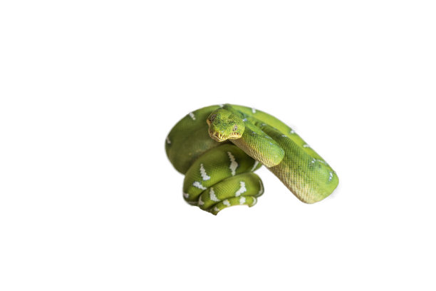 犬科珊瑚-绿蛇-美丽的绿蛇。侧面卷曲的身体和头部。白色背景上的照片图片下载