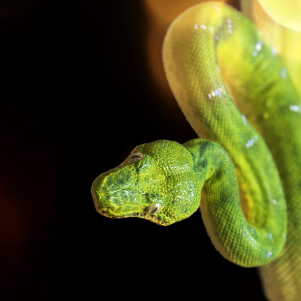 犬科珊瑚-绿蛇-美丽的绿蛇。侧面卷曲的身体和头部。照片上的黑色背景图片下载