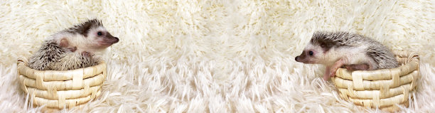 篮子里的非洲侏儒刺猬。白色的皮毛背景。副本的空间。图片下载