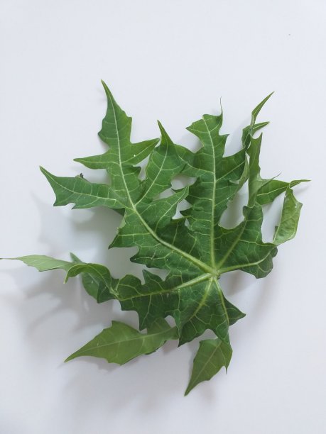 木瓜叶蔬菜图片下载